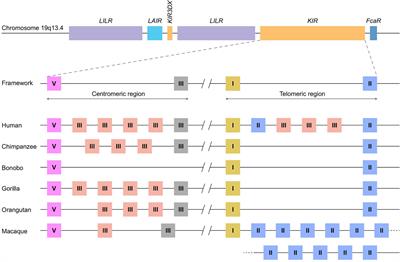 The Genetic Mechanisms Driving Diversification of the KIR Gene Cluster in Primates